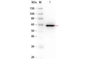 Western Blot of AKT1 (S473A, T308A) Human Recombinant Protein.