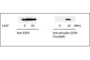 EGFR ELISA 试剂盒