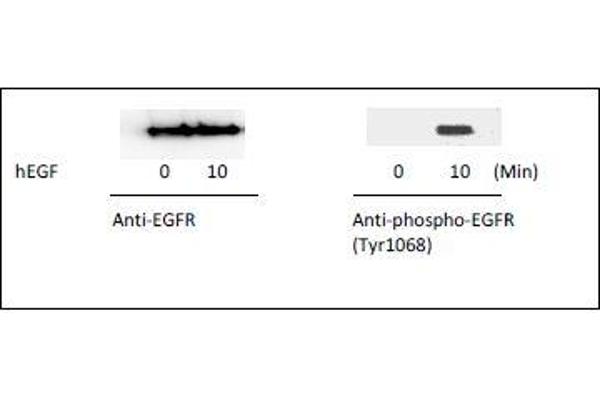 EGFR ELISA 试剂盒