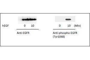 Western blot analysis of extracts from 100 ng/mL hEGF treated A431 cells. (EGFR ELISA 试剂盒)