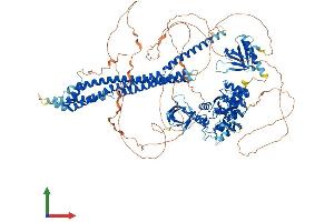 Protein Structure (PS) image for ArfGAP with SH3 Domain, Ankyrin Repeat and PH Domain 1 (ASAP1) (AA 1-1147) protein (His tag) (ABIN7565139)