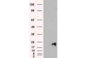 Image no. 1 for anti-Neurogenin 1 (NEUROG1) antibody (ABIN1499699) (Neurogenin 1 抗体)