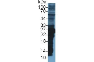 Western Blot; Sample: Rat Liver lysate; Primary Ab: 1µg/ml Rabbit Anti-Rat GSTm2 Antibody Second Ab: 0. (GSTM2 抗体  (AA 1-218))