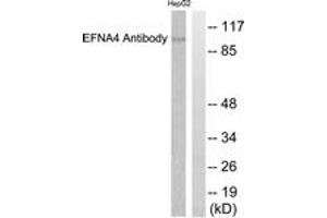 Western blot analysis of extracts from HepG2 cells, using EFNA4 Antibody. (EFNA4 抗体  (AA 131-180))