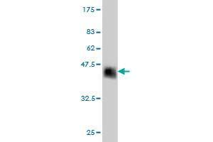 Western Blot detection against Immunogen (37. (ZNF41 抗体  (AA 221-321))