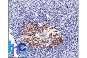 Formalin-fixed, paraffin-embedded normal human spleen tissue stained with CDw75 Mouse Monoclonal Antibody (LN-1). (ST6GAL1 抗体)