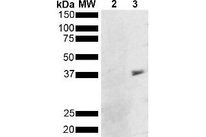 Western Blot analysis of Pseudomonas aeruginosa Metallothionein (PmtA) GST tagged showing detection of 36 kDa Metallothionein protein using Mouse Anti-Metallothionein Monoclonal Antibody, Clone 8D8 (ABIN5650670). (Metallothionein 抗体)