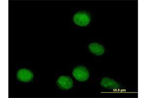 Immunofluorescence of purified MaxPab antibody to TLE4 on HeLa cell. (TLE4 抗体  (AA 1-773))