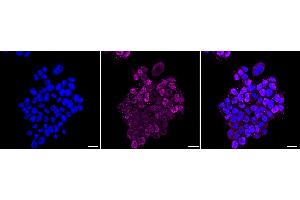 Immunocytochemical staining of HAP-1 cells with E2F transcription factor 2 antibody (ABIN7798414), 1:1,000).