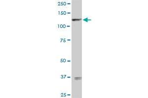 SEMA6D MaxPab rabbit polyclonal antibody. (SEMA6D 抗体  (AA 1-476))