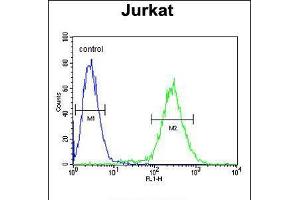 Flow cytometric analysis of Jurkat cells (right histogram) compared to a negative control cell (left histogram). (NOL9 抗体  (C-Term))