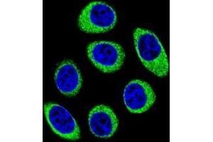 Confocal immunofluorescent analysis of PCDH1 Antibody (N-term)(Cat#AP53193PU-N) with U-251MG cell followed by Alexa Fluor 488-conjugated goat anti-rabbit lgG (green). (Protocadherin 1 抗体  (N-Term))