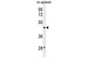 NSUN3 Antibody (N-term) western blot analysis in mouse spleen tissue lysates (35µg/lane). (NSUN3 抗体  (N-Term))