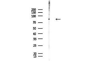 anti-Mannosidase, Alpha, Class 1B, Member 1 (MAN1B1) (Internal Region) antibody