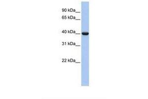 Image no. 1 for anti-Guanine Nucleotide Binding Protein (G Protein), alpha Inhibiting Activity Polypeptide 2 (GNAI2) (C-Term) antibody (ABIN6738971)