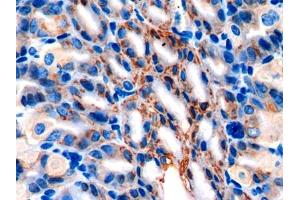 IHC-P analysis of Mouse Stomach Tissue, with DAB staining. (AGR2 抗体  (AA 21-175))