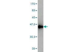 Western Blot detection against Immunogen (36. (AFT1 抗体  (AA 121-220))