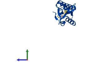 Protein Structure (PS) image for Peptidyl-tRNA Hydrolase Domain Containing 1 (PTRHD1) (AA 1-140) protein (His tag) (ABIN7562107)