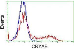 HEK293T cells transfected with either pCMV6-ENTRY CRYAB (RC202718) (Red) or empty vector control plasmid (Blue) were immunostained with anti-CRYAB mouse monoclonal (ABIN2452921, Dilution 1:1,000), and then analyzed by flow cytometry. (CRYAB 抗体)