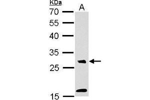 WB Image MAF1 antibody detects MAF1 protein by Western blot analysis.