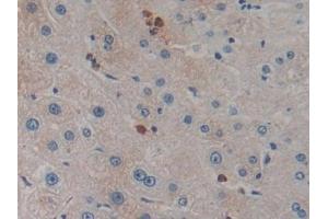 Detection of KLK10 in Human Liver Tissue using Polyclonal Antibody to Kallikrein 10 (KLK10) (Kallikrein 10 抗体  (AA 35-276))