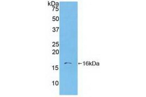 S100A6 Antikörper  (AA 1-90)