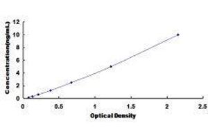 ELISA image for Leprecan Like Protein 1 (LEPREL1) ELISA Kit (ABIN423355)