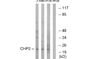 Western blot analysis of extracts from Jurkat cells, K562 cells and HT-29 cells, using CHP2 antibody. (Chp2 抗体)