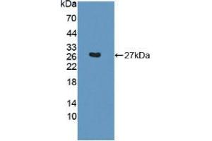 Figure. (SNAP23 抗体  (AA 1-210))