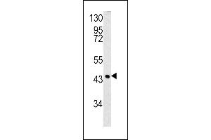 Western blot analysis of SPB3 antibody (N-term) (ABIN390500 and ABIN2840856) in 293 cell line lysates (35 μg/lane). (HSPB3 抗体  (N-Term))