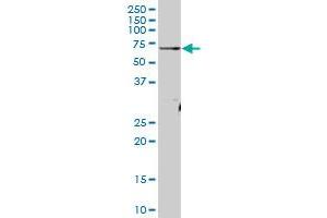 ATAD3A MaxPab polyclonal antibody. (ATAD3A 抗体  (AA 1-586))