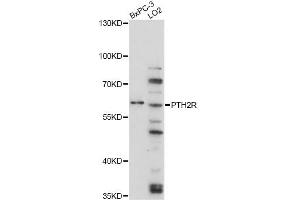 Western blot analysis of extracts of various cell lines, using PTH2R antibody (ABIN6290771) at 1:3000 dilution. (PTH2R 抗体)