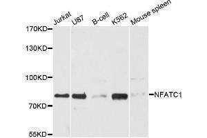 Western blot analysis of extracts of various cell lines, using NFATC1 antibody (ABIN5970728) at 1:3000 dilution. (NFATC1 抗体)