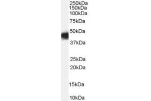 ABIN185733 (0. (CCM2 抗体  (Internal Region))