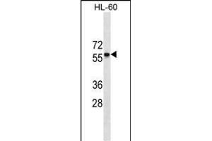 CCR7 Antibody (N-term)(Ascites) ABIN1539975 western blot analysis in HL-60 cell line lysates (35 μg/lane). (CCR7 抗体  (N-Term))