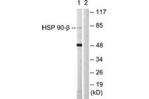 Western blot analysis of extracts from 293 cells, using HSP90B (Ab-226) Antibody. (HSP90AB1 抗体  (AA 201-250))