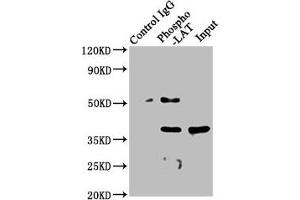 Recombinant LAT 抗体  (pTyr191)