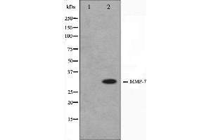 Western blot analysis on COS7 cell lysate using MMP7 Antibody. (MMP7 抗体  (C-Term))