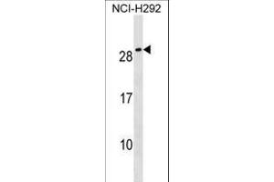 anti-Cripto, FRL-1, Cryptic Family 1B (CFC1B) (AA 20-48), (N-Term) antibody