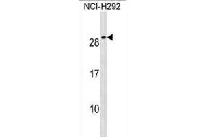 CFC1B Antibody (N-term) (ABIN1539155 and ABIN2850514) western blot analysis in NCI- cell line lysates (35 μg/lane). (CFC1B 抗体  (N-Term))