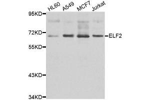 Western blot analysis of extracts of various cell lines, using ELF2 antibody. (ELF2 抗体)