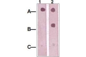 Dot Blot : 1 ug peptide was blot onto NC membrane. (IRS1 抗体  (pTyr612))