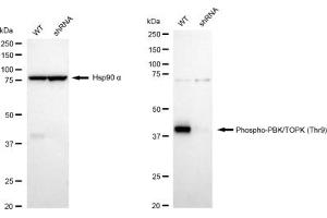 Western blotting analysis using Phospho-PBK/TOPK (Thr9) antibody (ABIN7799752). (Recombinant PBK 抗体  (pThr9))