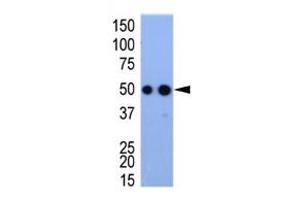 Image no. 1 for anti-HA-Tag antibody (ABIN356535)