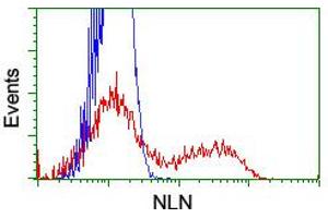HEK293T cells transfected with either RC212447 overexpress plasmid (Red) or empty vector control plasmid (Blue) were immunostained by anti-NLN antibody (ABIN2455336), and then analyzed by flow cytometry. (NLN 抗体)