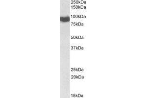 Western Blotting (WB) image for anti-P450 (Cytochrome) Oxidoreductase (POR) (Internal Region) antibody (ABIN2464729) (POR 抗体  (Internal Region))