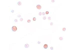 Immunohistochemistry (IHC) image for anti-Placenta-Specific 1 (PLAC1) (C-Term) antibody (ABIN1030590) (PLAC1 抗体  (C-Term))