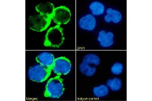 Immunofluorescence staining of Jurkat cells using anti-TAG-72 Minretumomab (CC49 ) Immunofluorescence analysis of paraformaldehyde fixed Jurkat cells stained with the chimeric mouse IgG version of Minretumomab (CC49 ) (ABIN7072523) at 10 μg/mL followed by Alexa Fluor® 488 secondary antibody (2 μg/mL), showing membrane staining. (Recombinant TAG-72 (Minretumomab Biosimilar) 抗体)