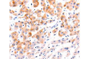 Immunohistochemistry (IHC) image for anti-Ephrin A1 (EFNA1) antibody (ABIN2421536) (Ephrin A1 抗体)