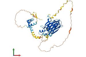 AlphaFold protein structure predicition of Mouse Recombinant Tead2 Protein, UniprotID P48301
